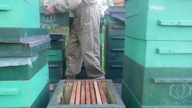 расширение семей во время медосбора
