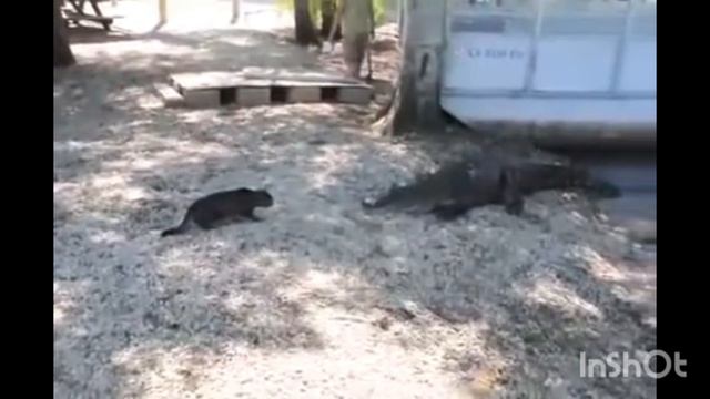 Коты,кошки любящие нас боксёры,экшен,песня Любаши,имба!).