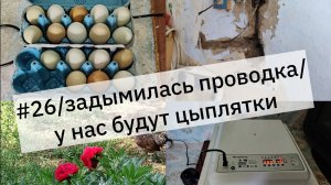 #26/задымилась проводка/у нас будут цыплятки