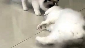 Кошачьи потехи. Астральные котики. #хвост #лапы #усы #котик #нежность #юмор #прикол #шутка #позитив