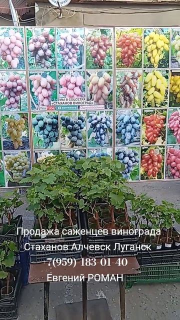 Саженцы винограда Стаханов Алчевск Луганск РФ +7(959)-183-01-40 Евгений РОМАН