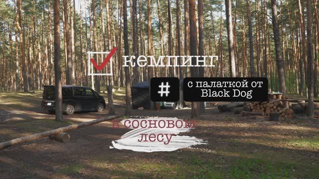 кемпинг в сосновом лесу, май 2026
