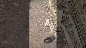 Маша собирает мои сланцы