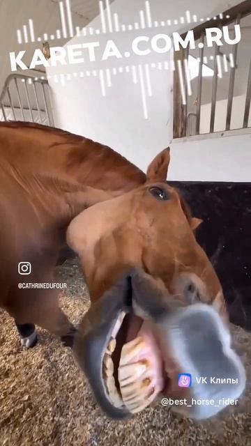 The Head Of Don Corleone's Horse.mp4