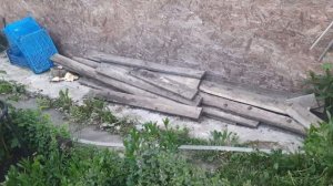 что растёт на 17 мая//высадили все в открытый грунт//