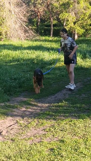 #ангел#немецкаяовчарка#