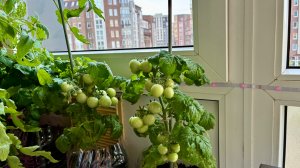 Уход за кустиками томатов,чтобы было больше плодов.Огород в квартире.
