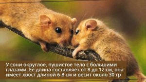 Орешниковая соня - Чикләвеклек йоклачы