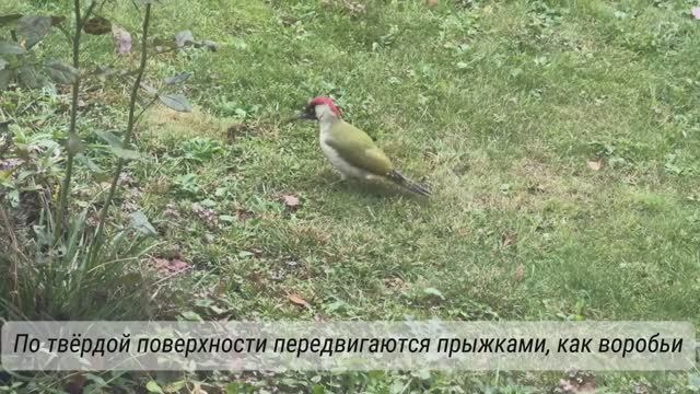 Зеленый дятел -  Яшел тукран