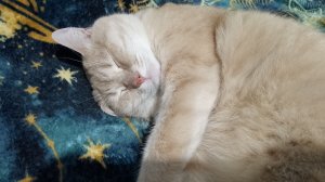 События одного дня. Получила растюшки из Вайлдберриза. Я в ударе, опять вкусняшка.