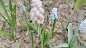 ПРИБРАЛСЯ НА КЛУМБЕ ПОДСАДИЛ ЛИЛИИ