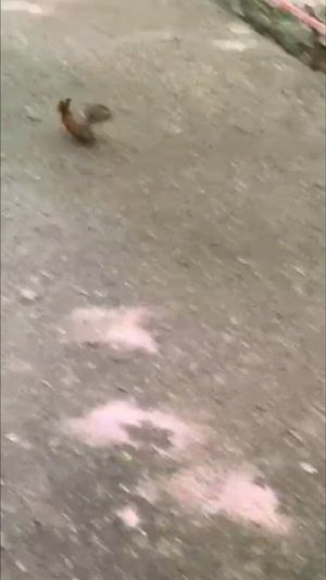 Встретила лесного жителя