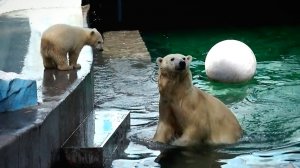Мама Герда устроила переполох, прыгнув в воду из-за шума машин, а Умка бегал за ней.