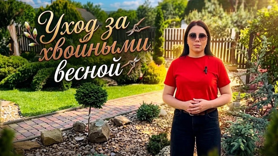 Уход за хвойными весной.