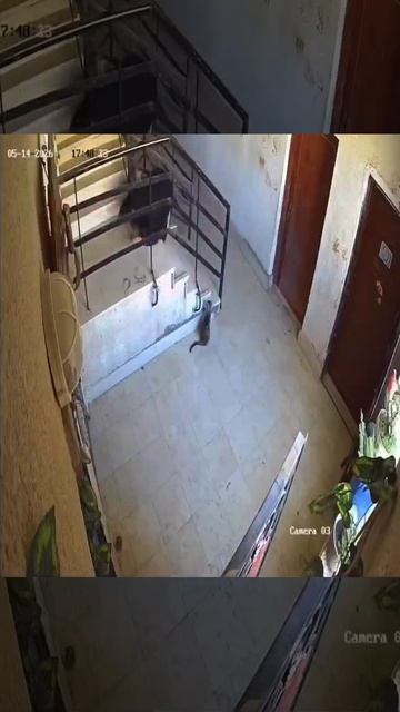 В Турции женщина зачем-то пнула мирно лежащего кота, а уже через секунду она споткнулась