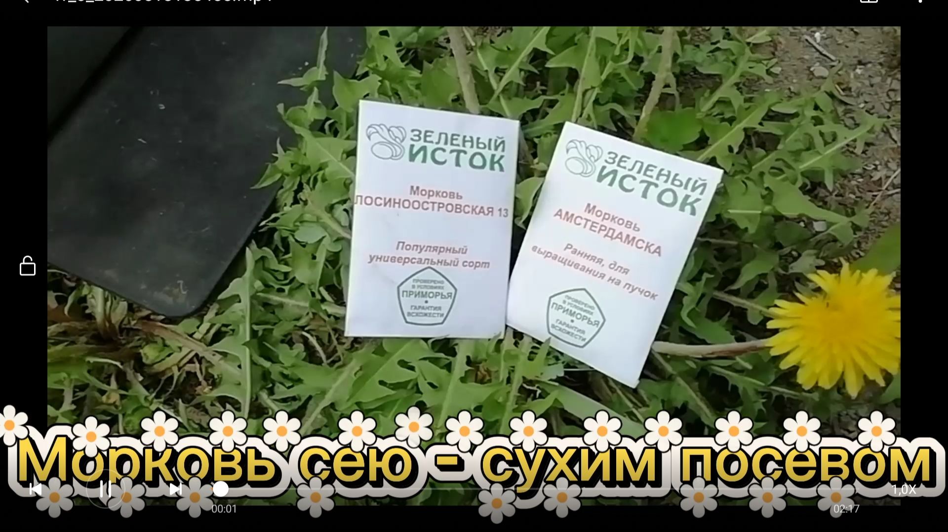 Морковь посеяла - сухим посевом