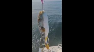 Фугу на троллинговую блесну Assist  №118 от Mr. Musurok в деле 🎣