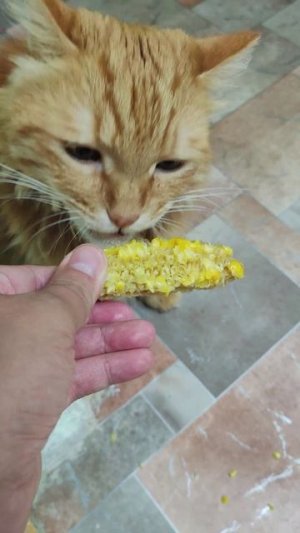 Кот ест кукурузу