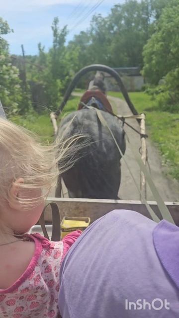 Подзаездили седую кобылу в тележку