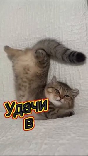 🥰 Оставляйте реакции, если понравилась открытка и делитесь с близкими ❤️