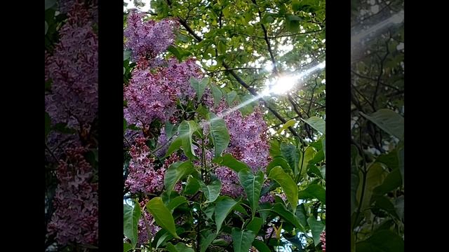 Привет,Солнышко! смотреть онлайн