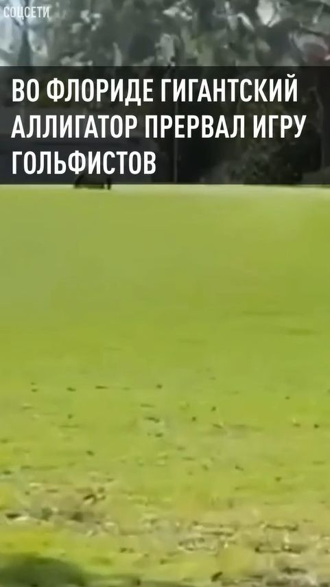 Во Флориде гигантский аллигатор прервал игру гольфистов