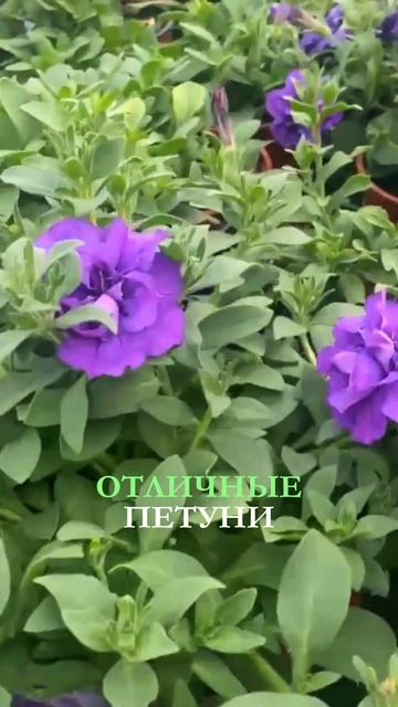 Начало нового сезона! Обзор петунии на открытой площадке