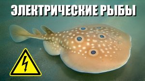 Как устроены электрические рыбы?