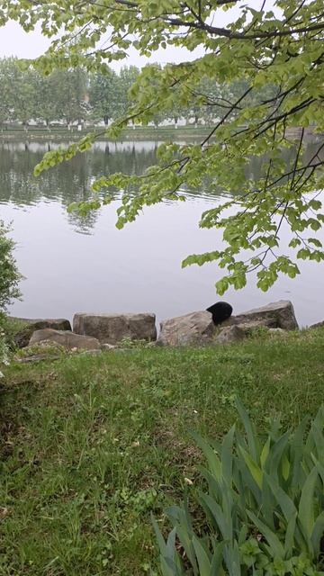 Кошка пьет воду смотреть онлайн
