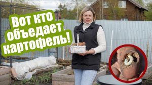 Вредители картофеля: колорадский и майский жук, личинки и моль