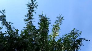 Цветущая акация. 9 серия.