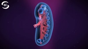Частоты для здоровых почек тонизирующая музыка для почек
