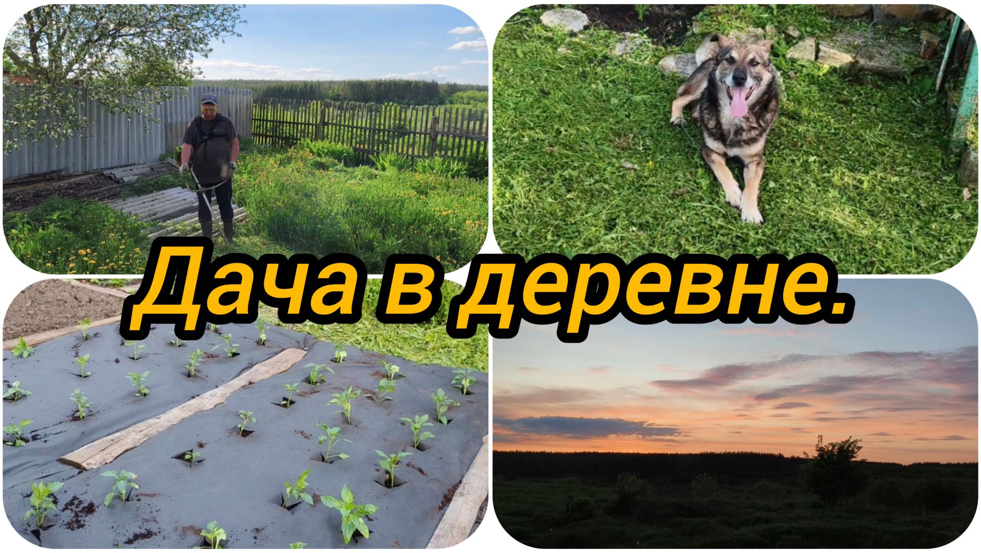 ВСЕ ЗАРОСЛО, НЕ ПРОЛЕЗТЬ 😳 ВЫСАДИЛА ПЕРЕЦ 🌶️ 🫑