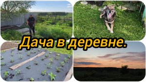 ВСЕ ЗАРОСЛО, НЕ ПРОЛЕЗТЬ 😳 ВЫСАДИЛА ПЕРЕЦ 🌶️ 🫑