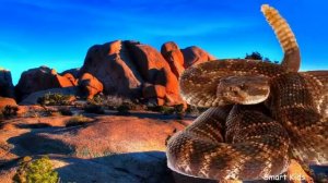 Fun Vocabulary Learn 13 Reptiles in Russian Угадай сколько слов ты знаешь