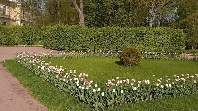 6. Павловский парк. 2026-05-17 Газоны, каменные девушки.