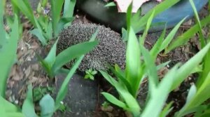 ЁЖИК на стройке 🦔