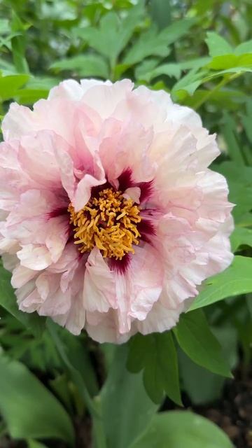 Пионы Вауседас Принцесс и Валькуре, первогодки🌸🌿🌸🌿🌸 смотреть онлайн