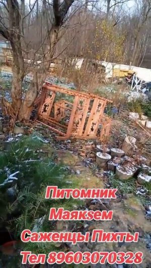Питомник Маяксем 013