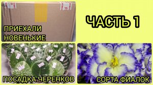 Распаковка посылки с новенькими сортами. Посадка черенков.