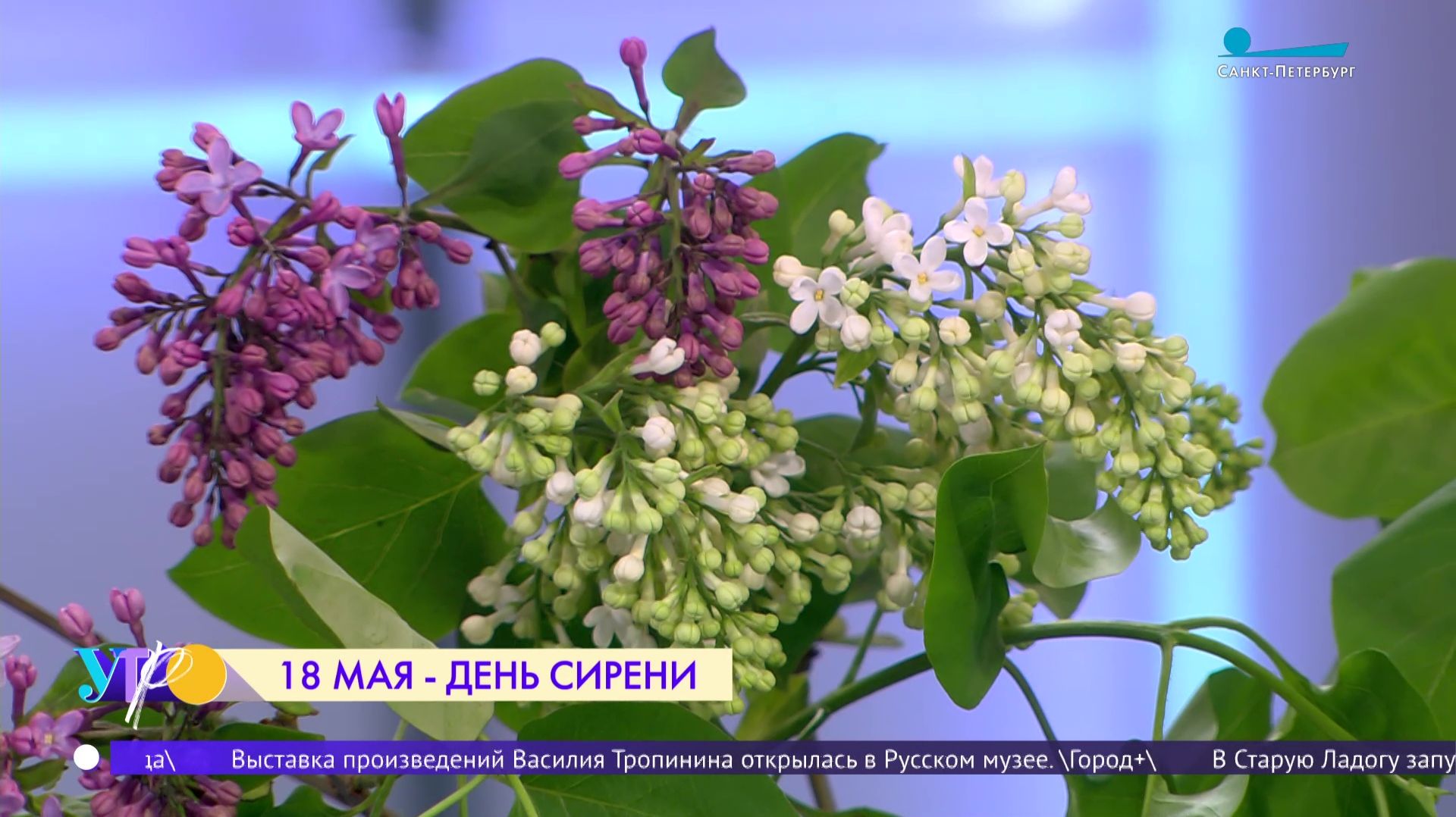 18 мая - День сирени