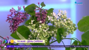 18 мая - День сирени