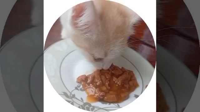 Второй малыш Симба тоже дома, у него юная, заботливая хозяйка теперь❤️