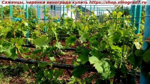 Виноград Рубиновый юбилей-сравнение с новой ГФ.- нагрузка соцветьями весной. Пузенко Наталья