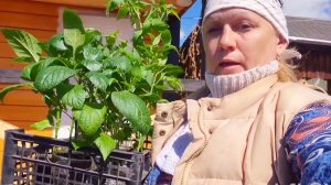 АЛТАЙ ЖИЗНЬ В ДЕРЕВНЕ,ПОДГОТОВКА ПОЛНЫМ ХОДОМ
