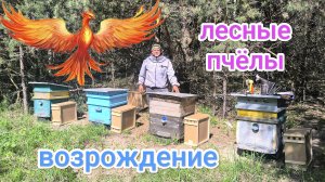 Лесная пасека снова в деле. Пчеловодство Владимирской области.