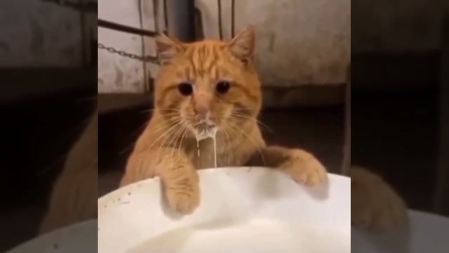 Самые милые грабители, которые попали на камеру