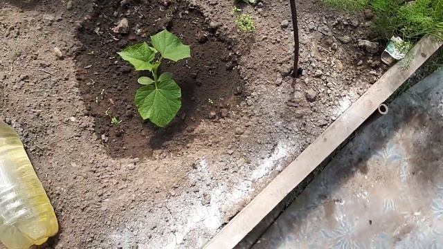 2454. Профилактика залог хорошего урожая!