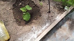 2454. Профилактика залог хорошего урожая!