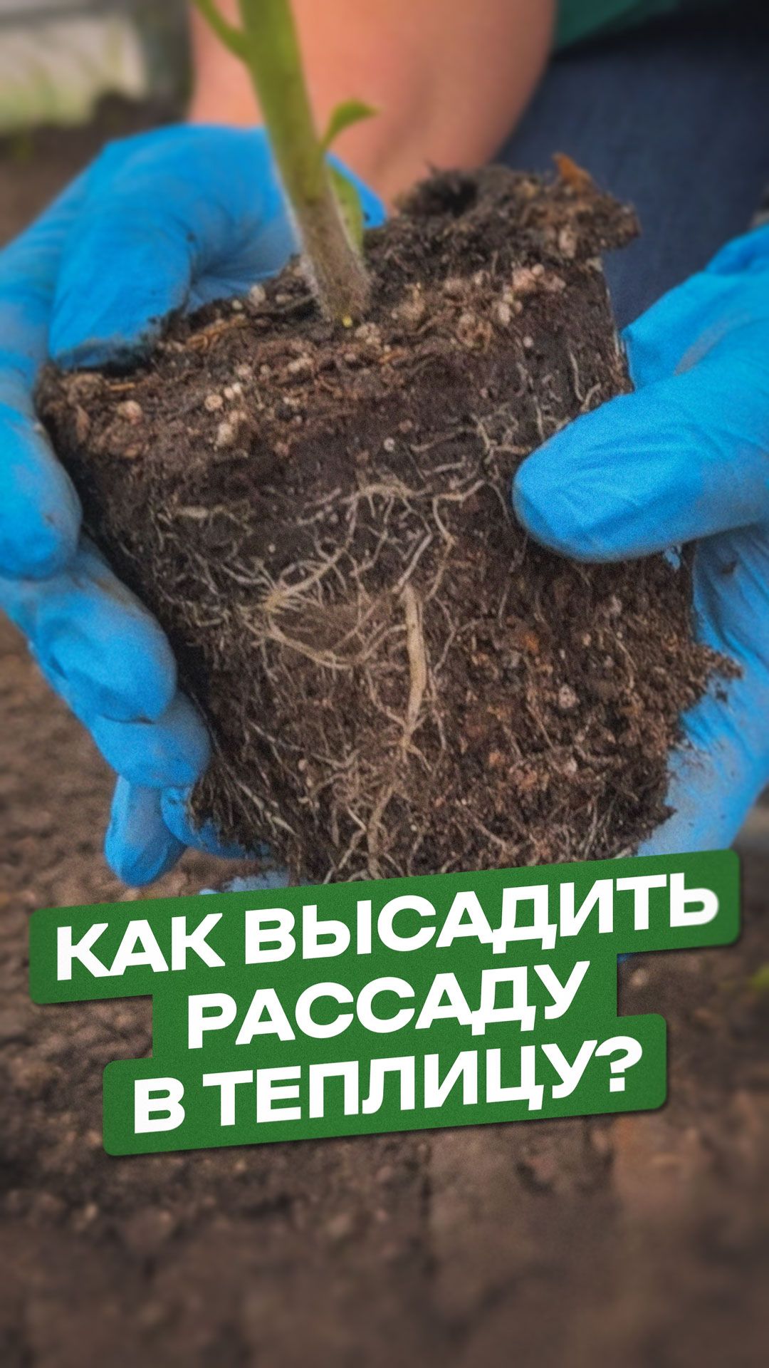 Как высадить томаты в теплицу, чтобы они быстро прижились и не сбросили цвет?